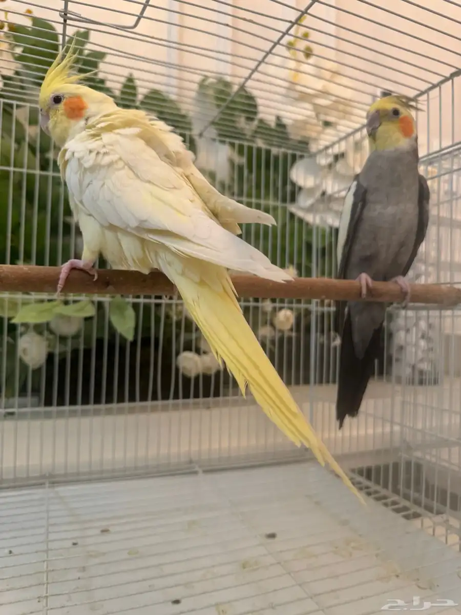 راجع إعلاني 6