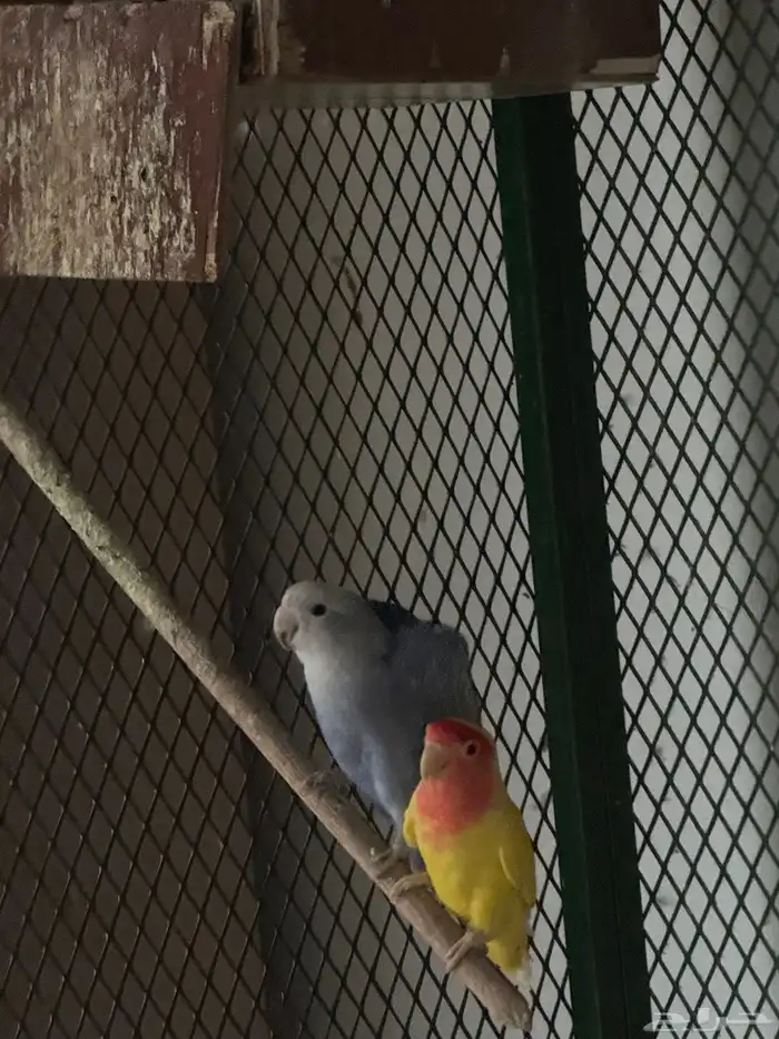 اجواز روز منتجه بكميات و اسعار رهيبه 2