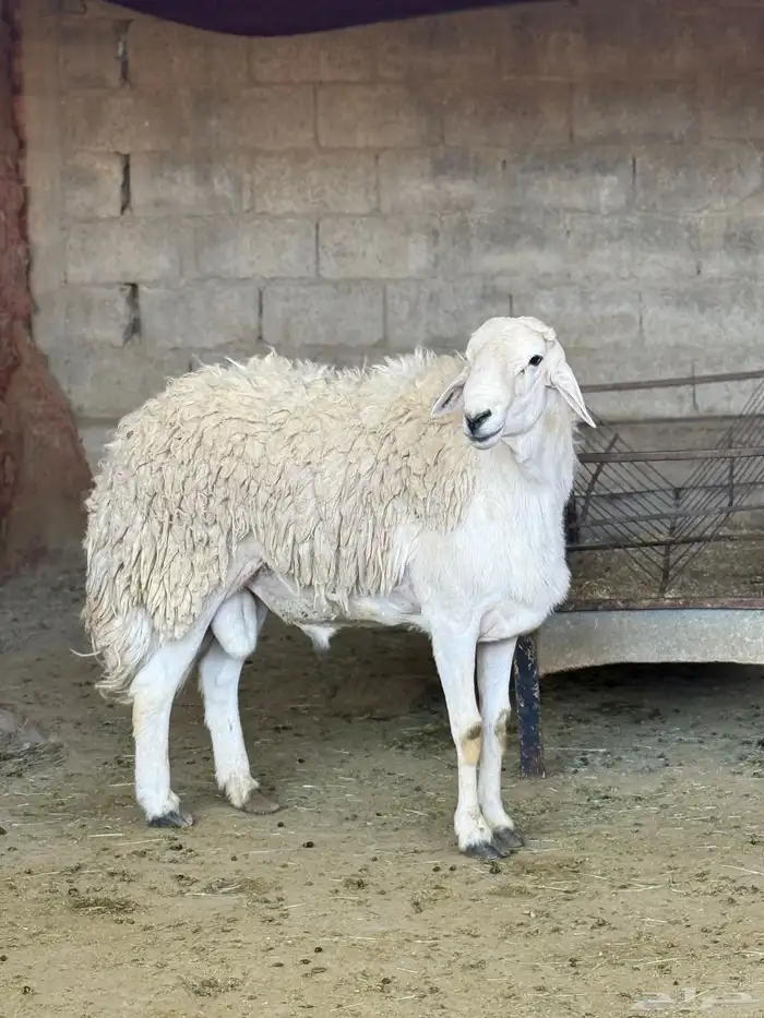 فحل حري مشروط صنف الصنف 0