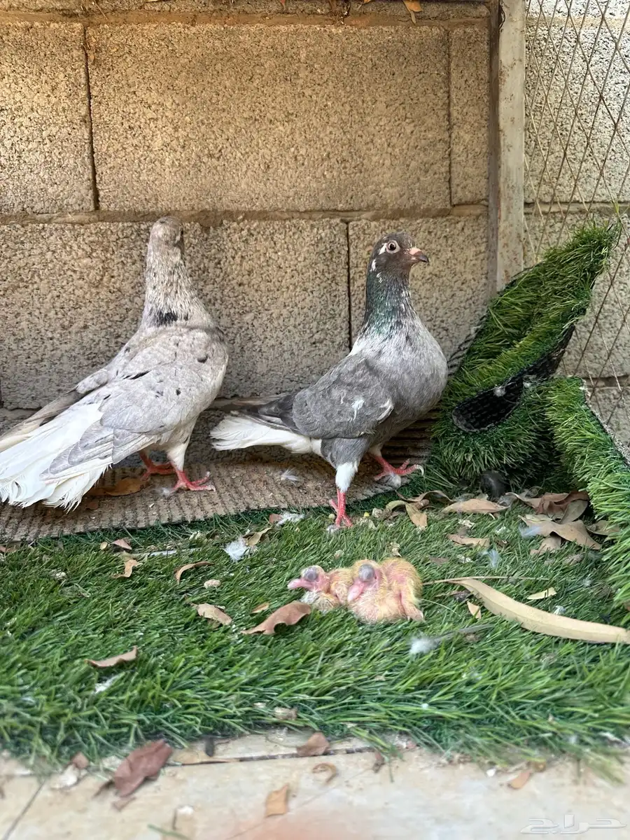 جوز نوريات 1