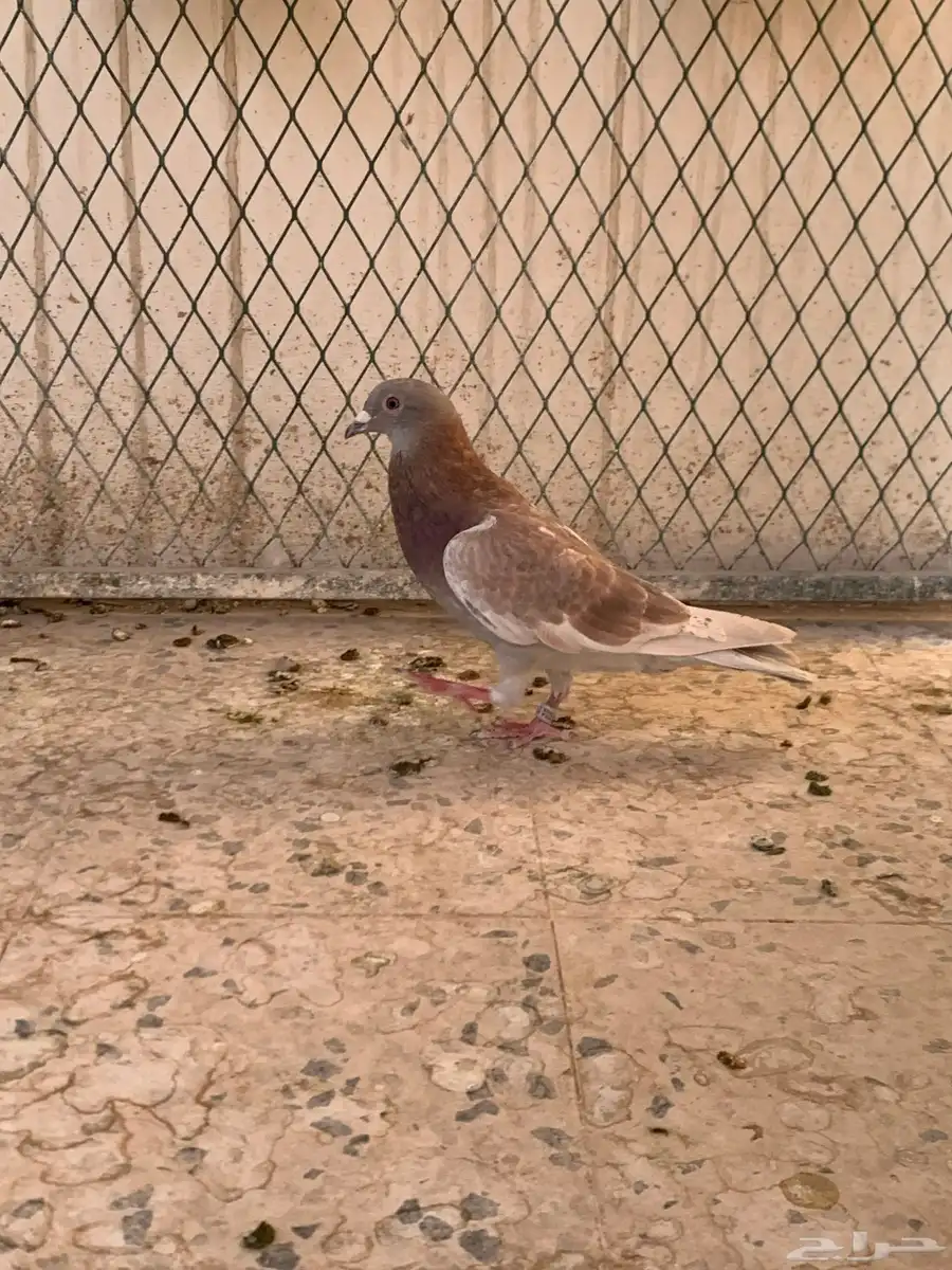 زاجل سباق 7