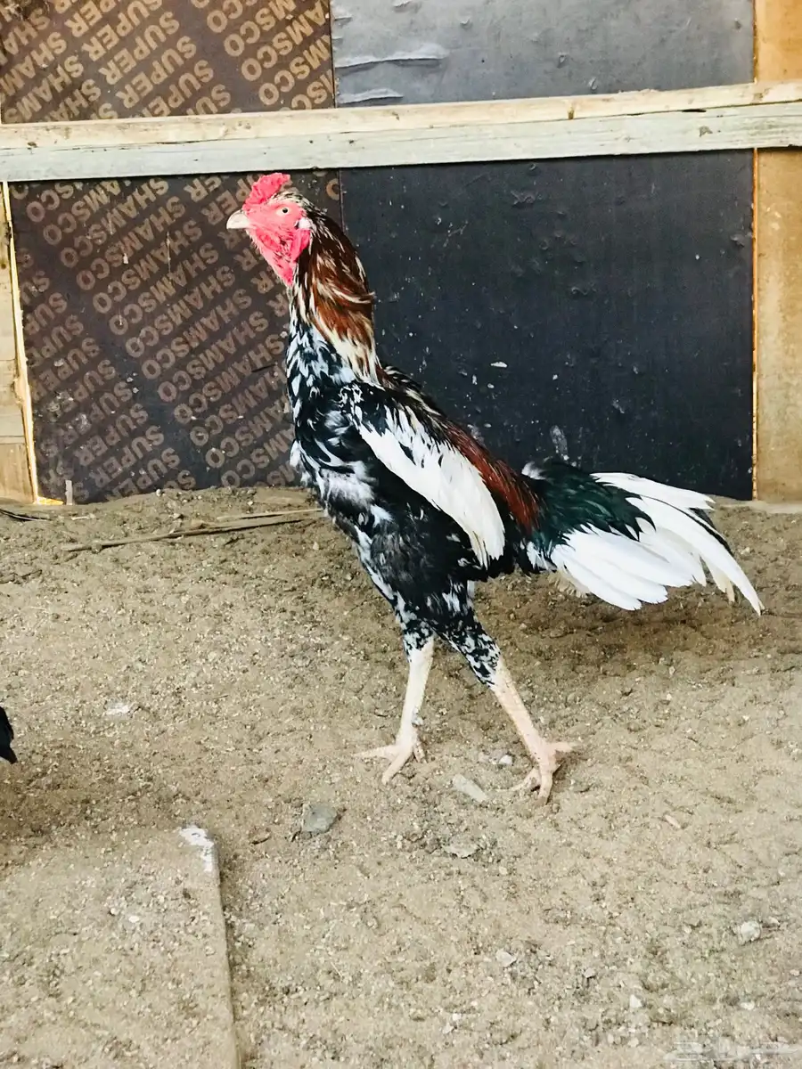 دجاج سندي 0