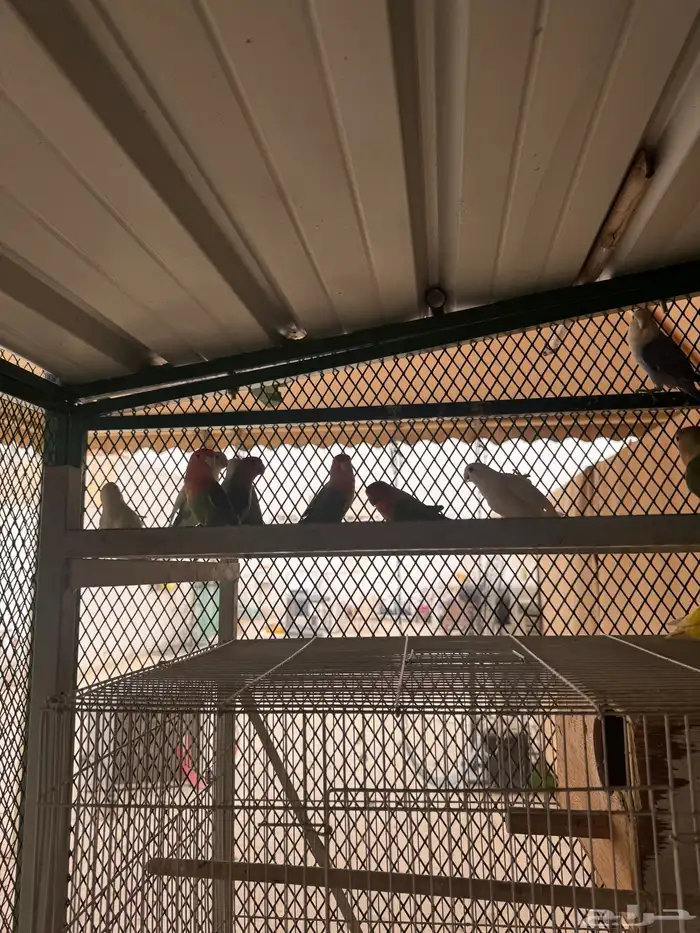 اجواز روز منتجه بكميات و اسعار رهيبه 4