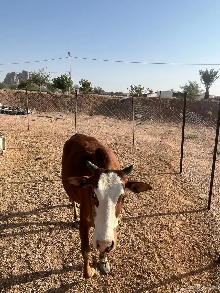 3بقر 3