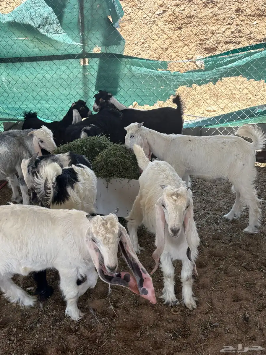للبيع تيوس 2