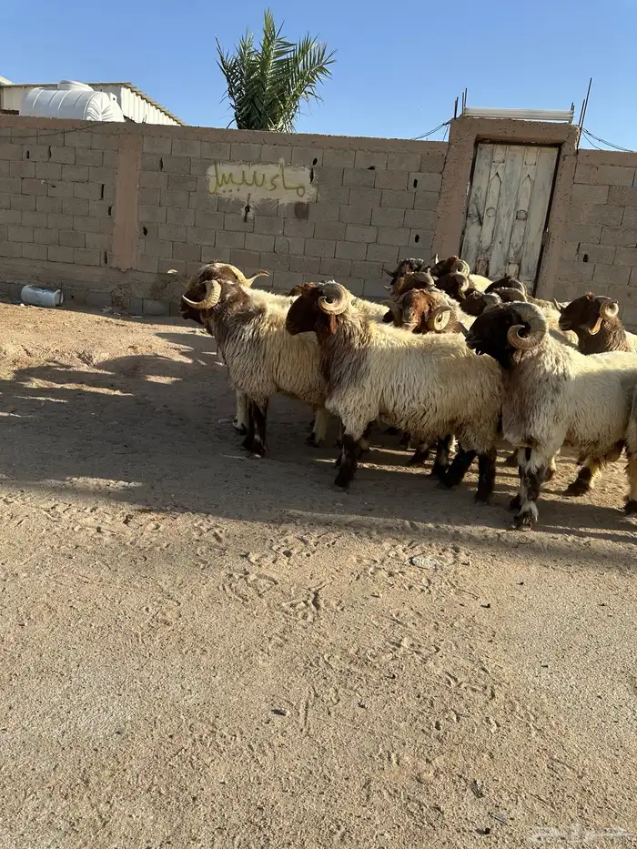 فحول أنعيم طيبه اللبييع 0