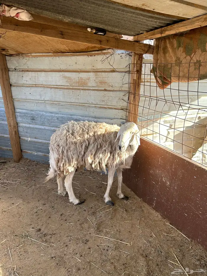 حرية حرشا 3