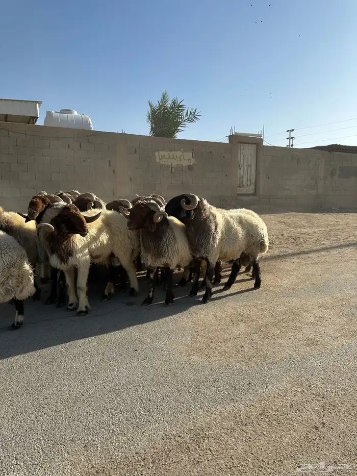 فحول أنعيم طيبه اللبييع 8
