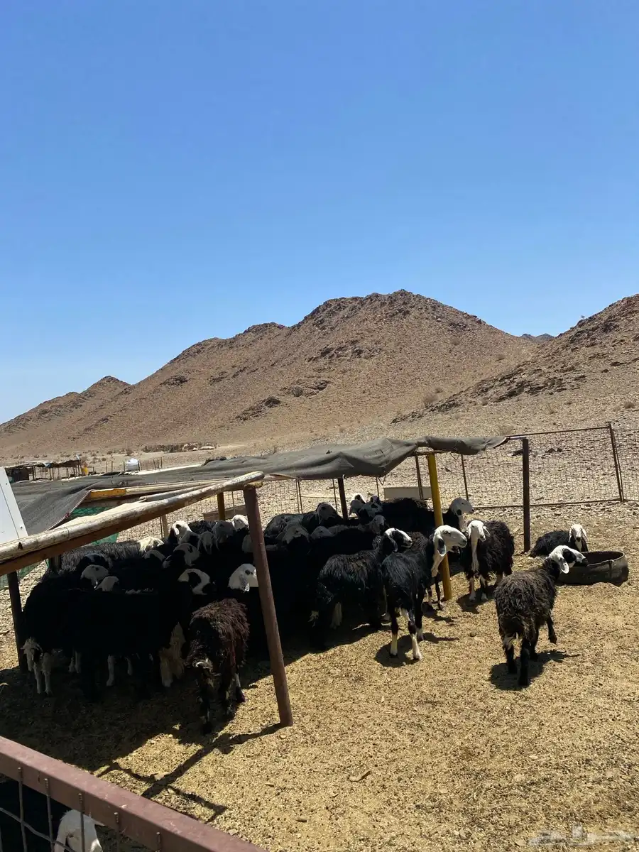 نعجه 2