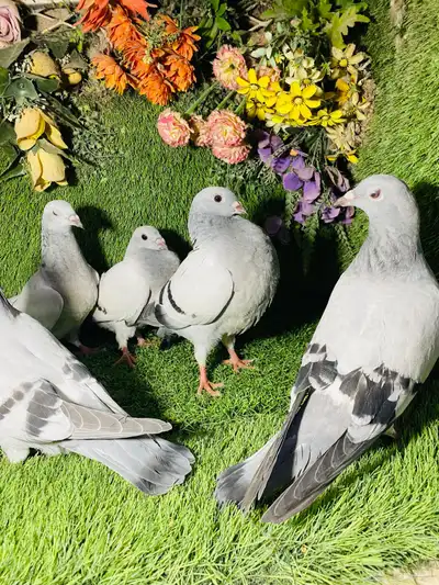 للبيع مجموعة طبات زواجل ايس 8