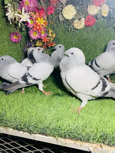للبيع مجموعة طبات زواجل ايس 9