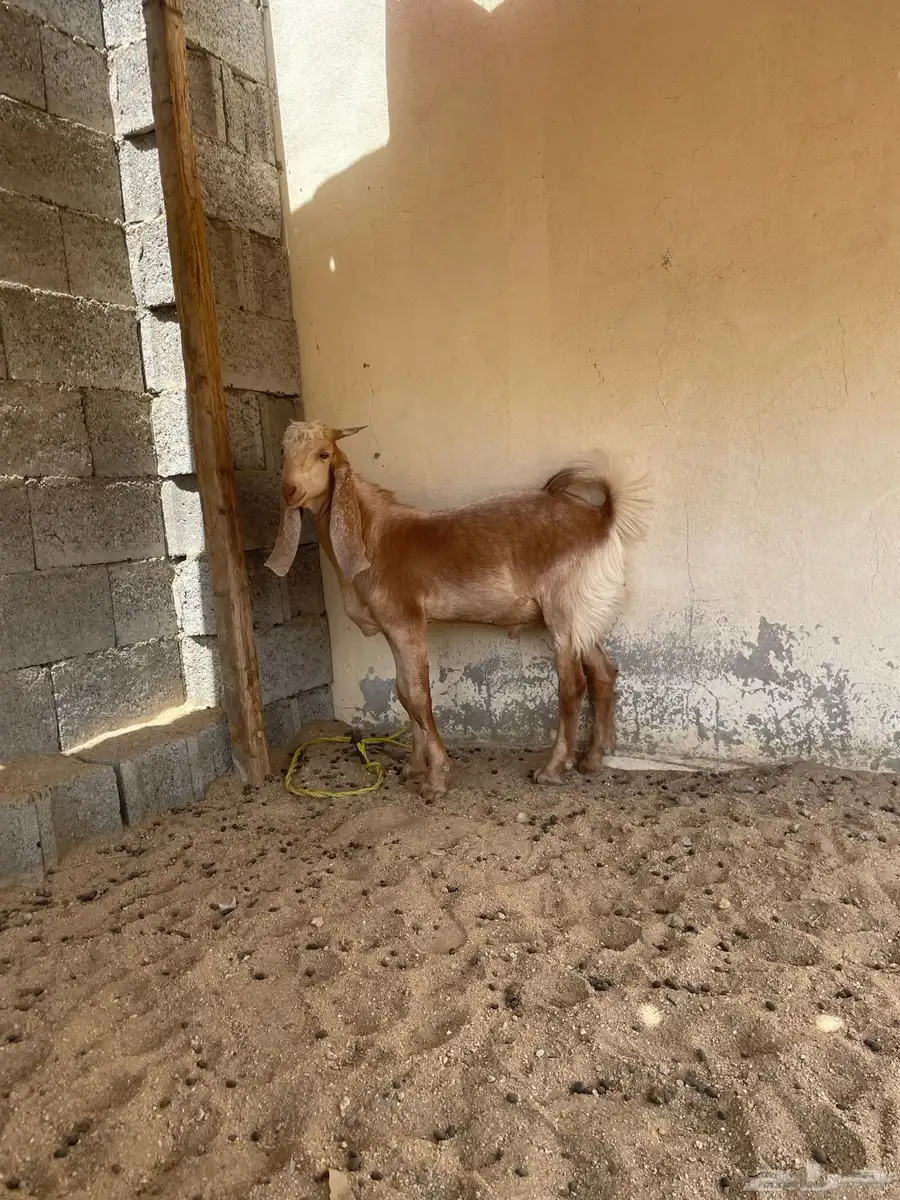 مكه الحسينية 2