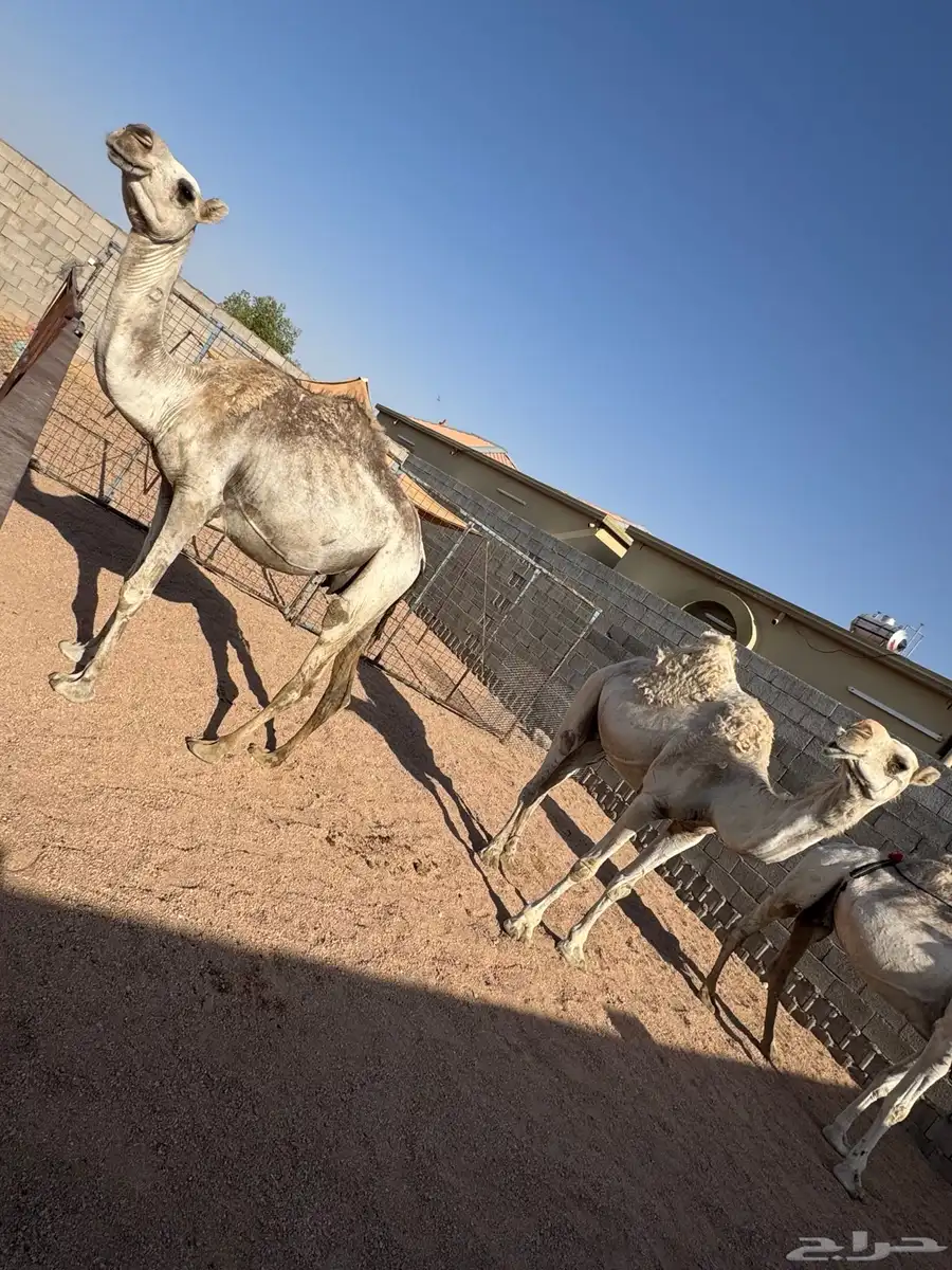 نياق للبيع 0