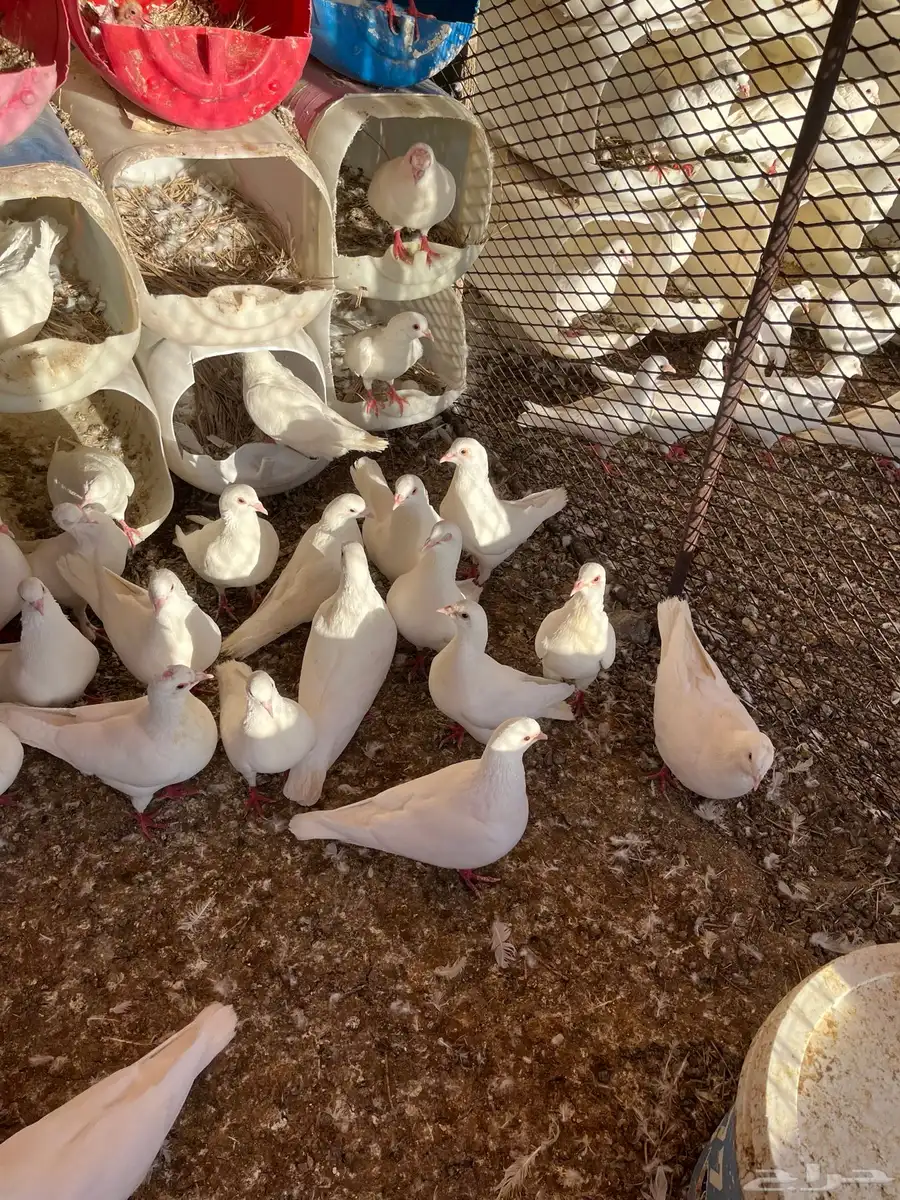 حمام فرنسي جامبو 32