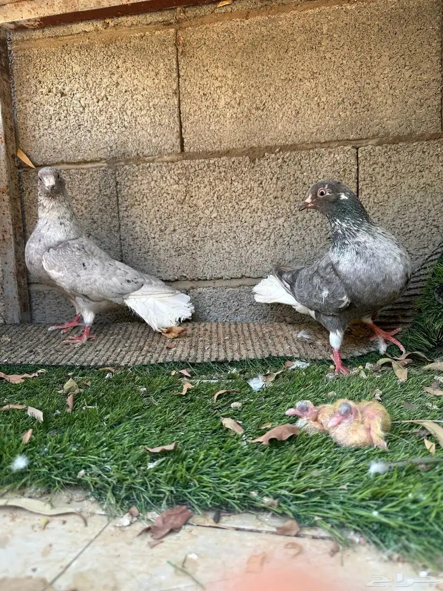 جوز نوريات 2