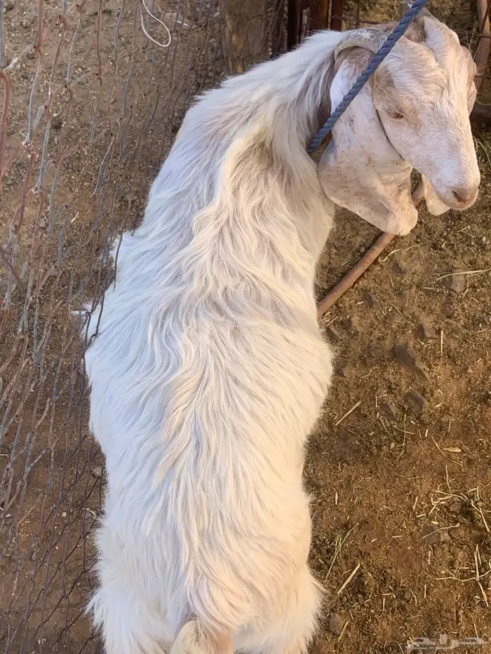 ذبيحة ثلاجة فل الفل 3