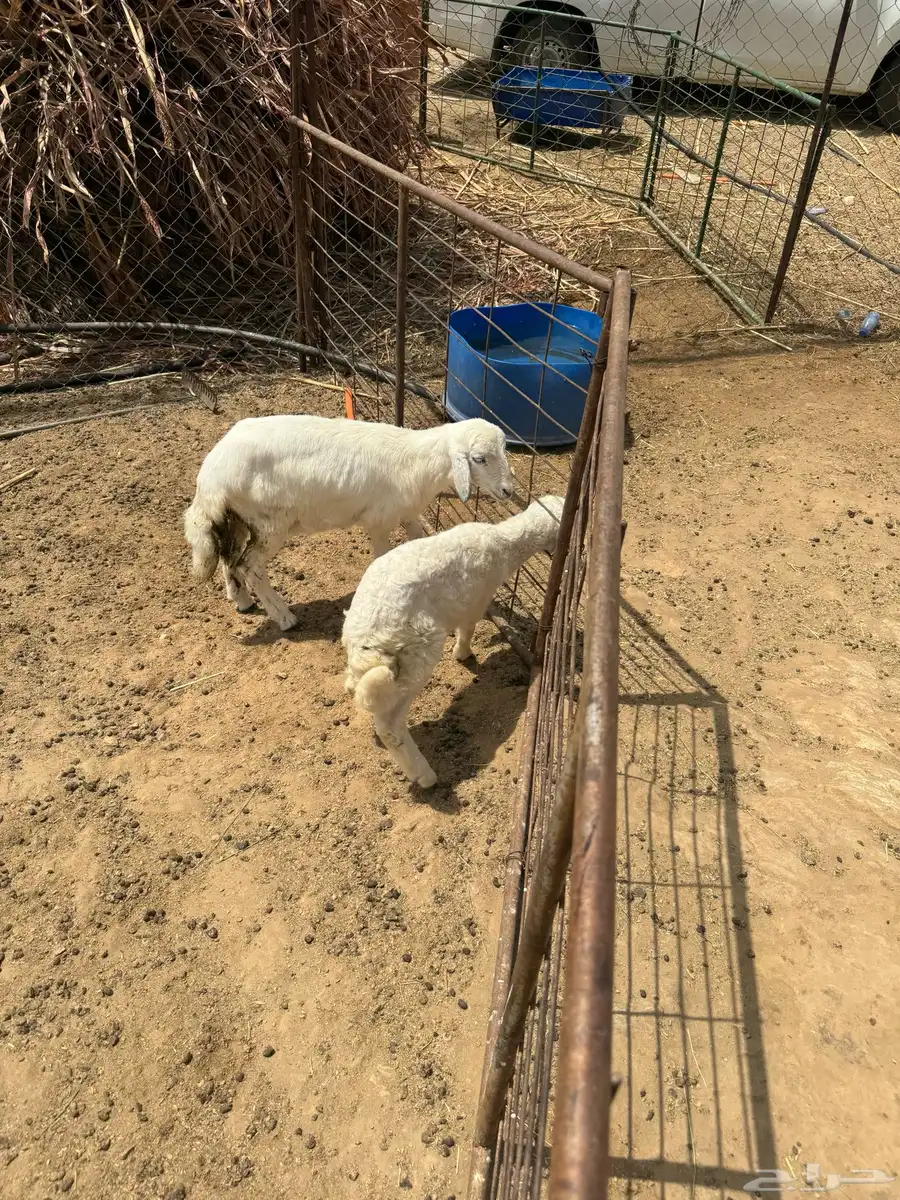 دواغير 0