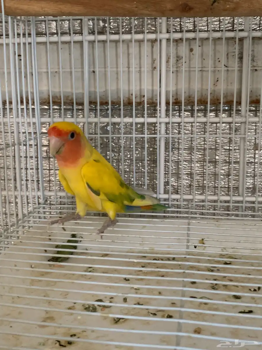 روز 0