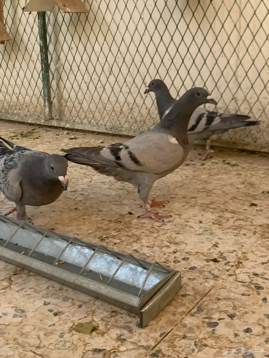 زاجل سباق 8