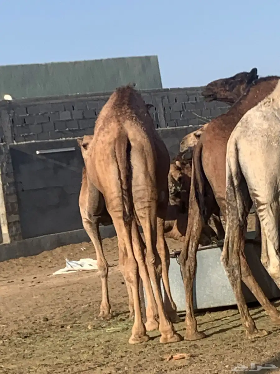 حشو 1