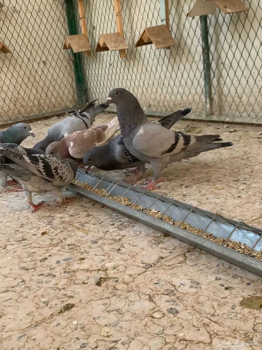 زاجل سباق 1
