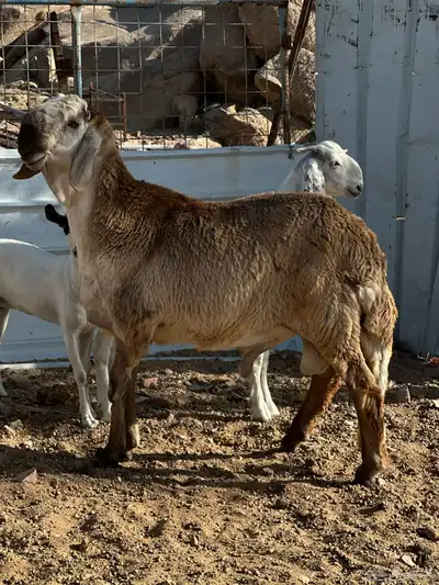 سواكني درماني فحل 3