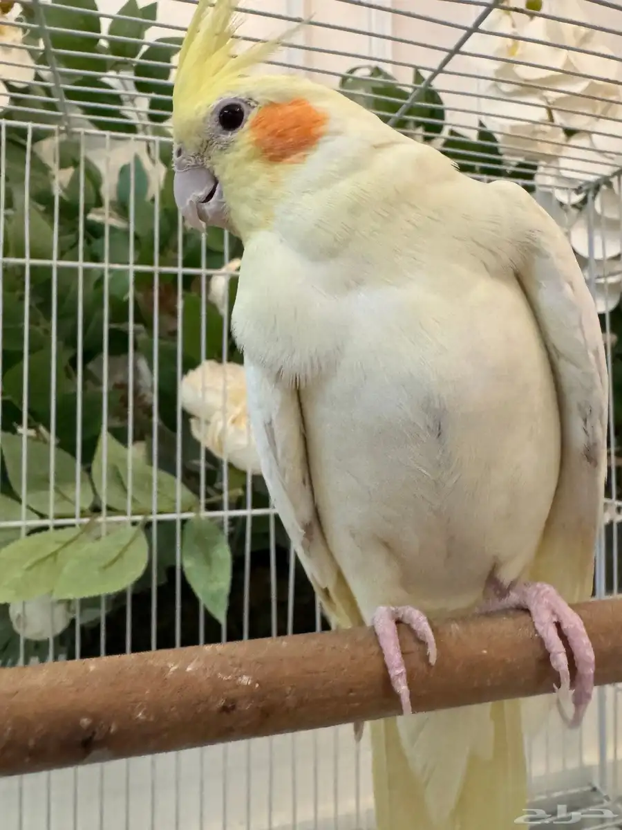 راجع إعلاني 3