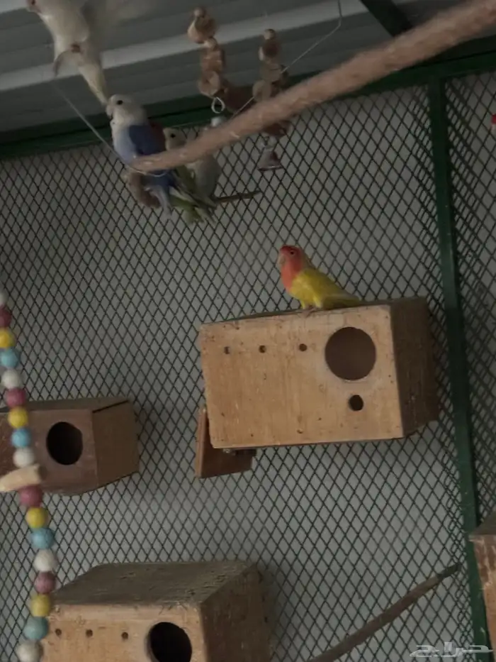 اجواز روز منتجه بكميات و اسعار رهيبه 1