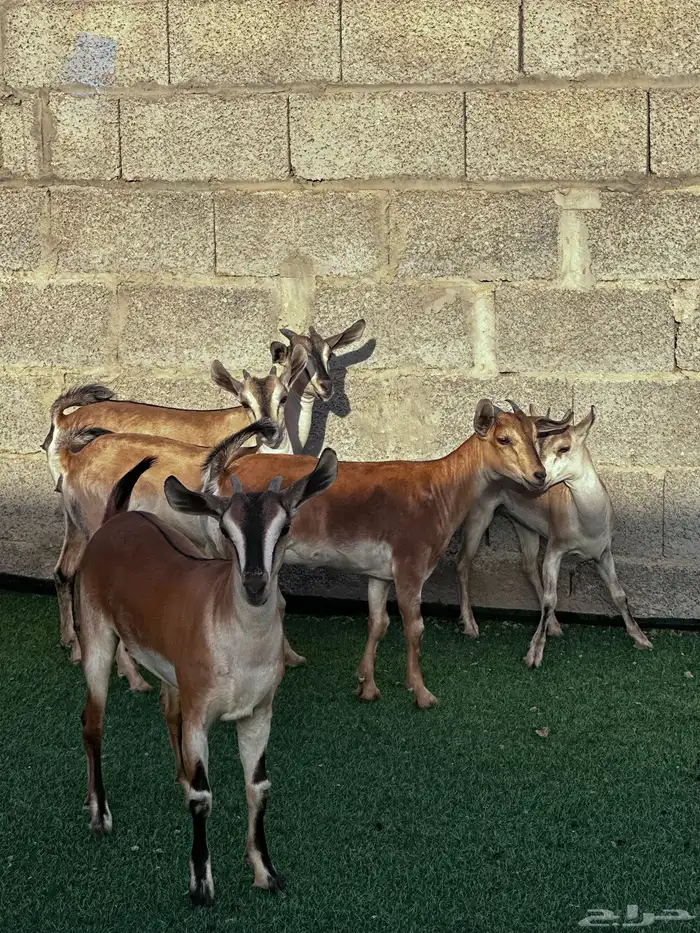 جفار الوان الصيد صنف فاخرة 2