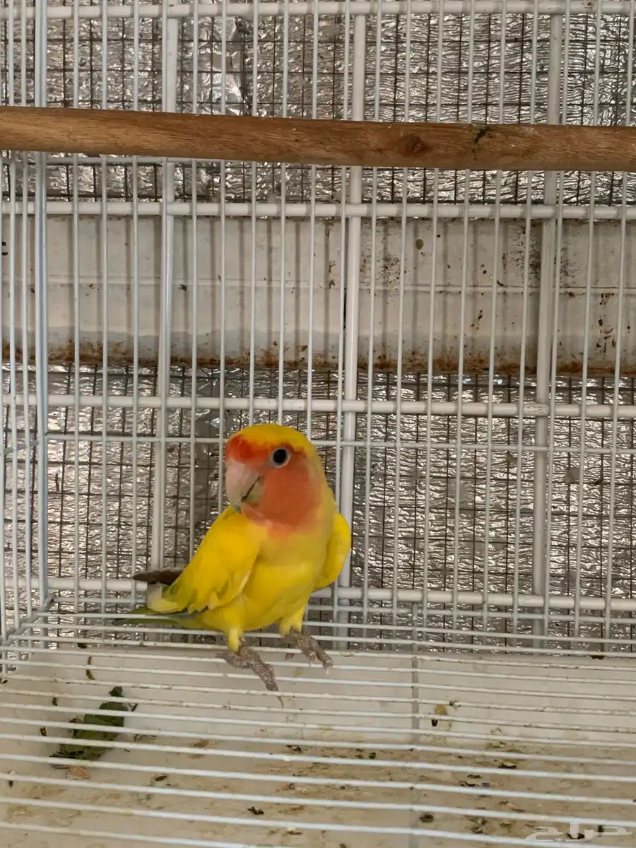 روز 2