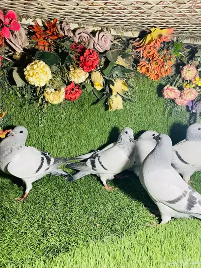 للبيع مجموعة طبات زواجل ايس 2