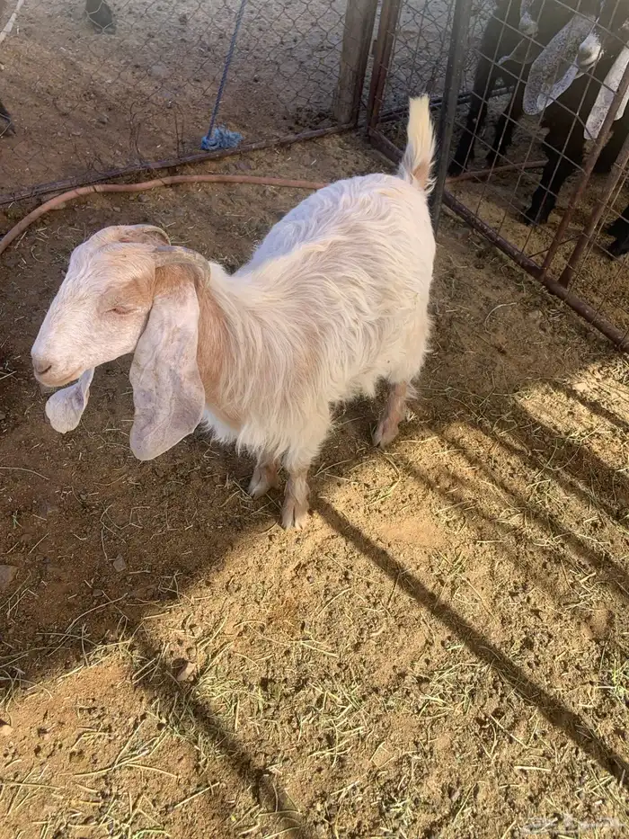 ذبيحة ثلاجة فل الفل 5