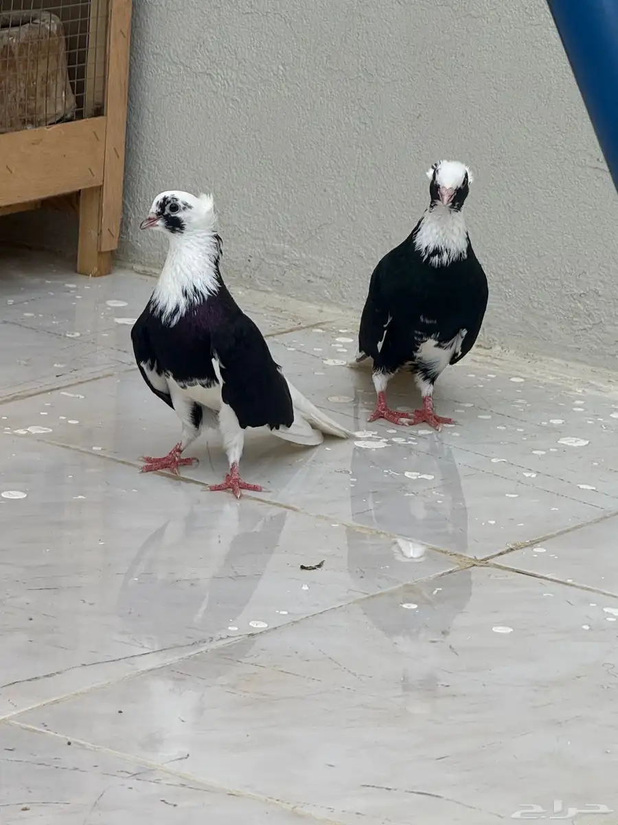 حمام قطايف 2