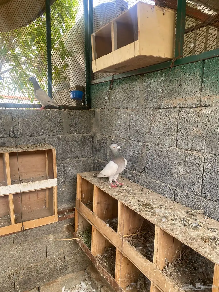 زاجل 8
