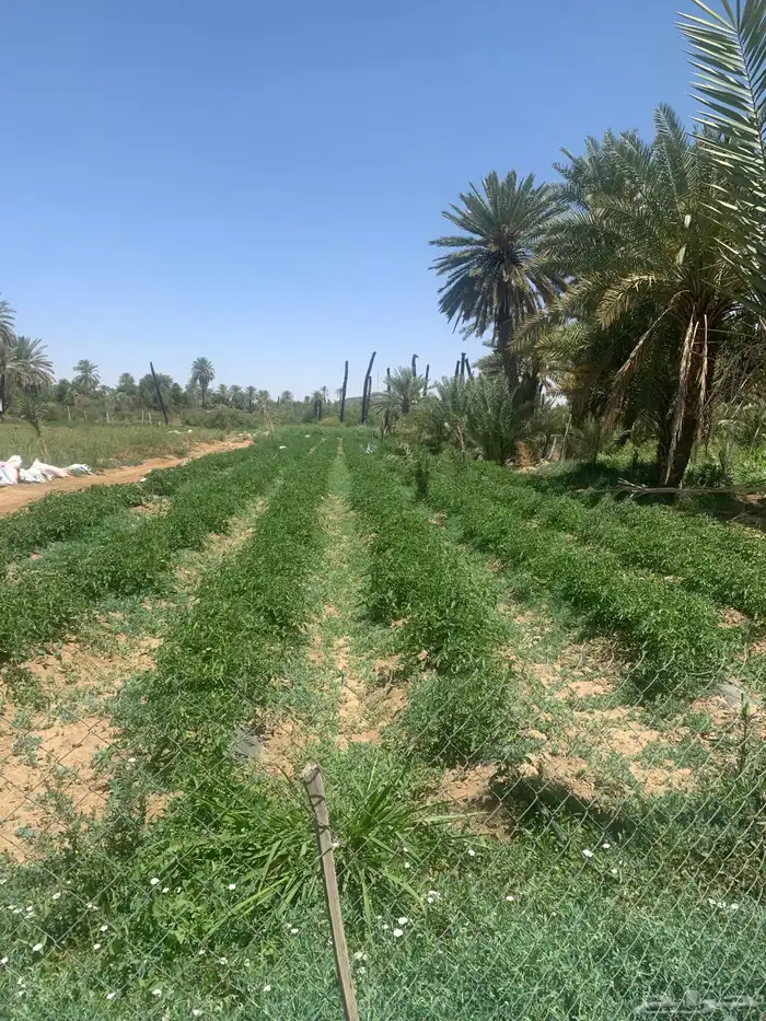 مزرعه للبيع في بيشة قرية الحيفة 5