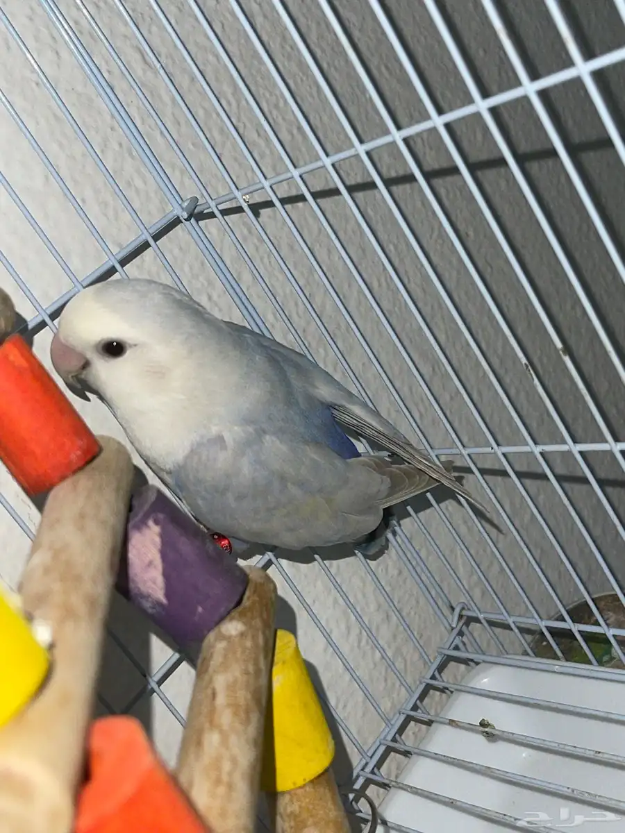 زوج روز 2