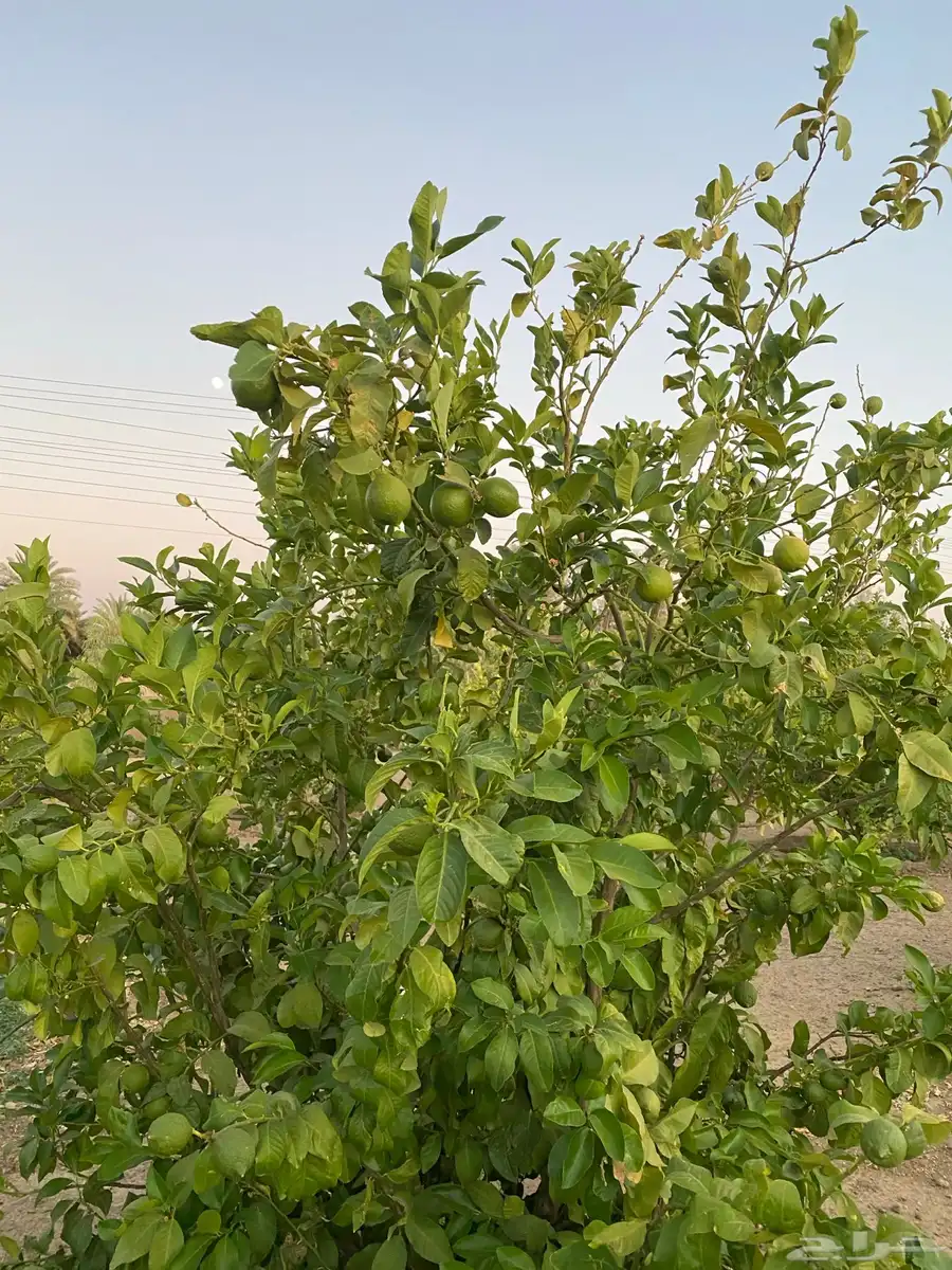 للبيع ثمار ليمون اضاليا البيع جمله 1