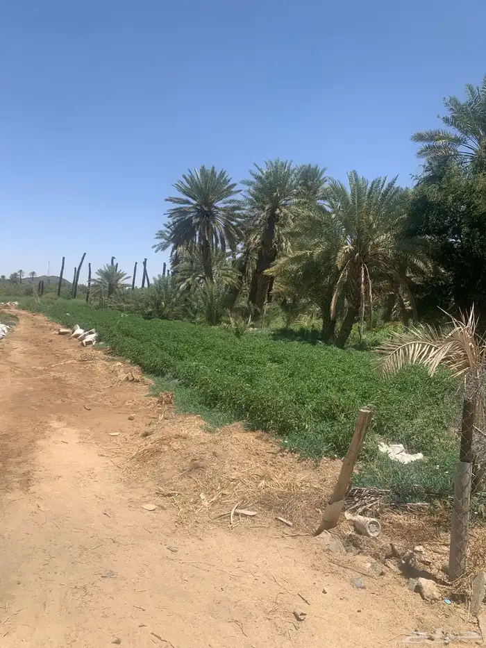 مزرعه للبيع في بيشة قرية الحيفة 6