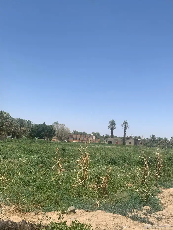 مزرعه للبيع في بيشة قرية الحيفة 4