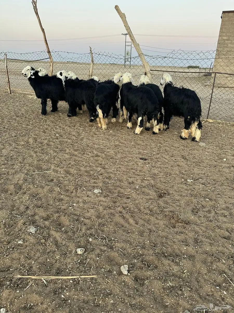 خرفان نجد 3