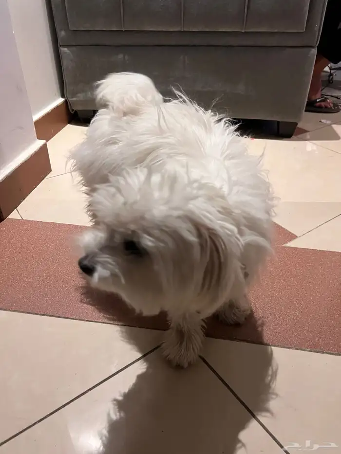 كلب شيواوا 4
