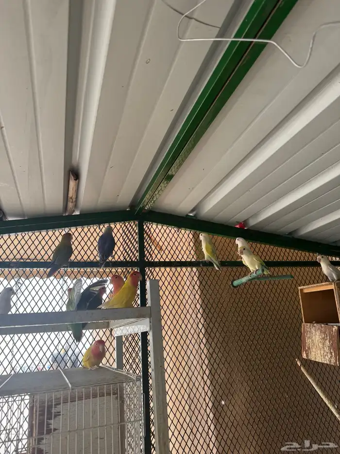 اجواز روز منتجه بكميات و اسعار رهيبه 5