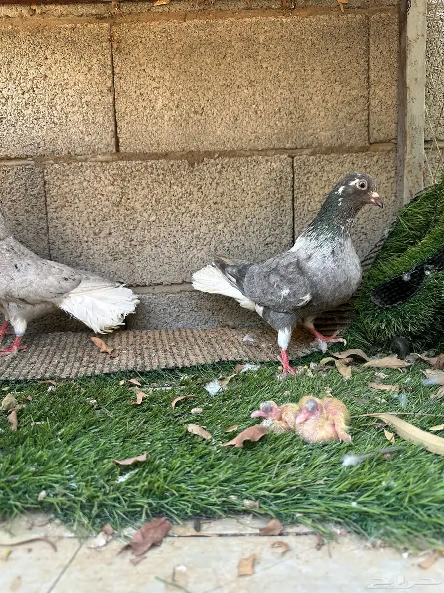 جوز نوريات 3