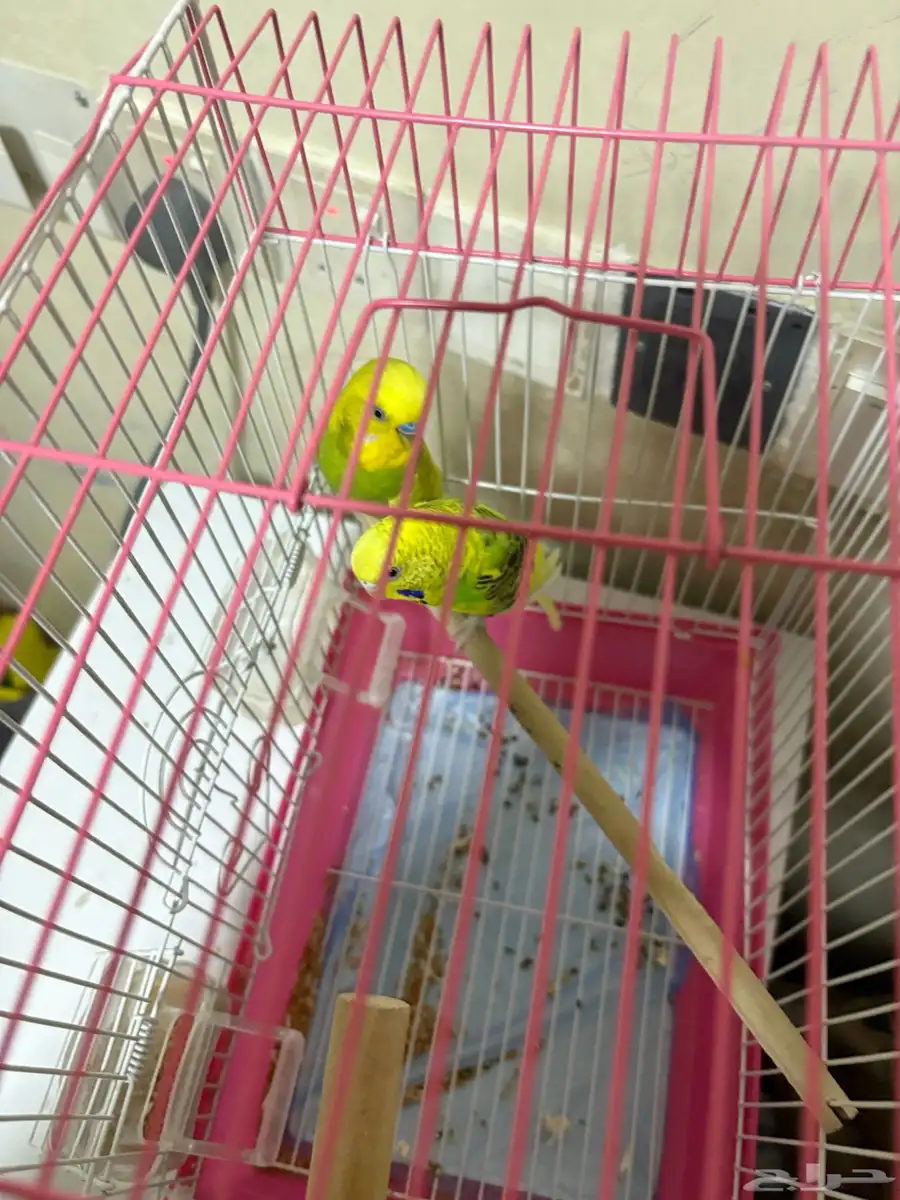 بادجي ب150منتج 3