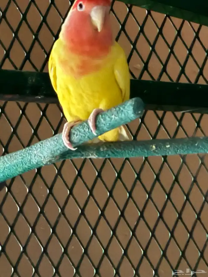 اجواز روز منتجه بكميات و اسعار رهيبه 3