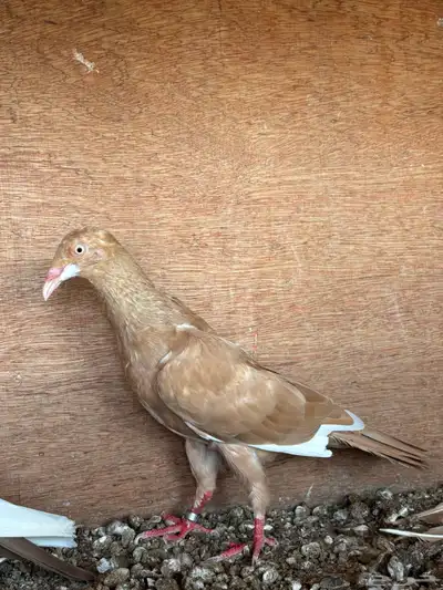 ذكر دنش ملحي اصفر 0