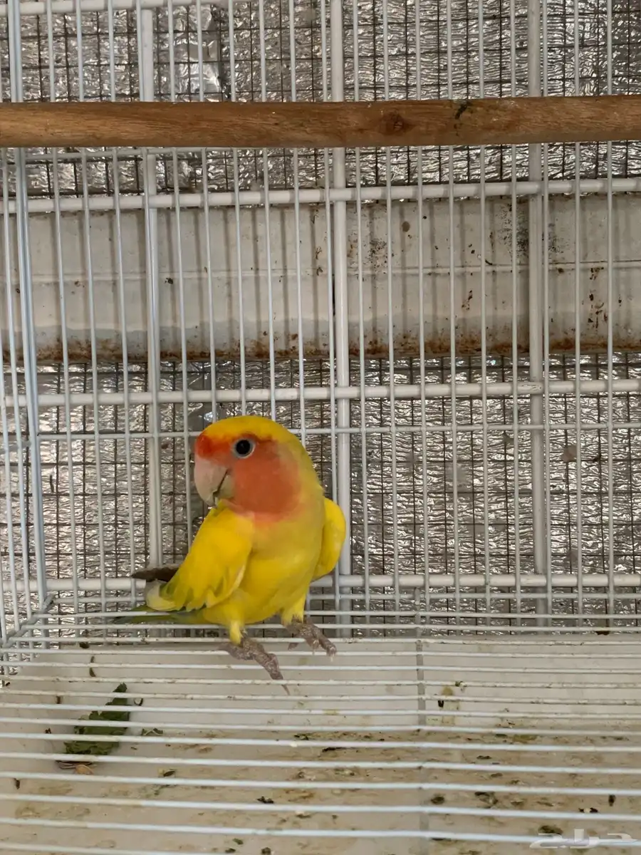 روز 1