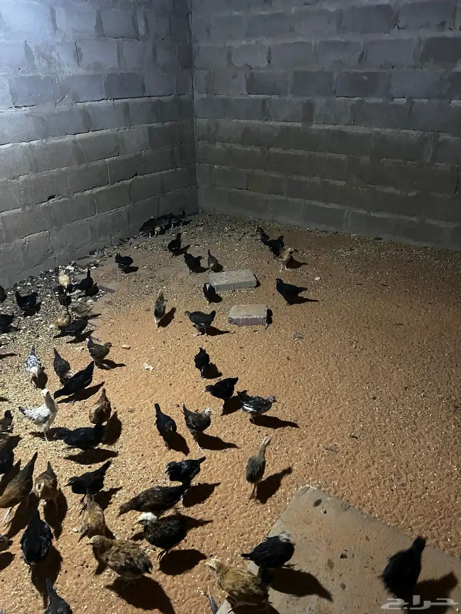 صوص 1