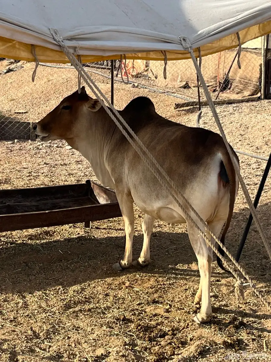 3بقر 2