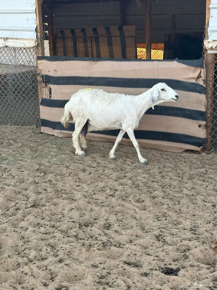بيعت 21